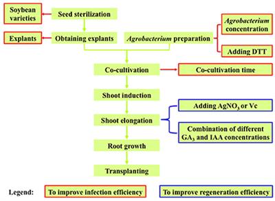 Optimization of Agrobacterium-Mediated Transformation in Soybean